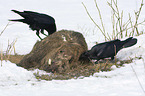 Northern Ravens