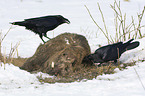Northern Ravens