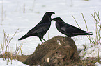 Northern Ravens