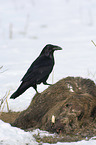 Northern Raven