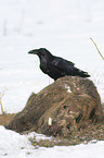 Northern Raven