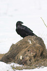 Northern Raven