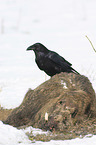 Northern Raven