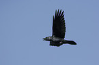 flying Northern Raven
