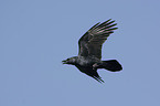 flying Northern Raven