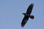 flying Northern Raven