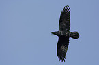 flying Northern Raven