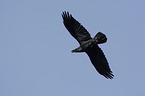 flying Northern Raven