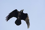 flying Northern Raven