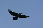 flying Northern Raven