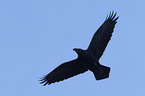 flying Northern Raven