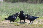 Northern Ravens at the water