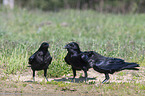 Northern Ravens at the water