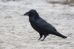 Northern Raven at the beach