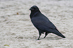 Northern Raven at the beach