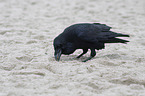 Northern Raven at the beach