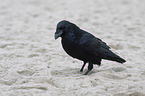 Northern Raven at the beach