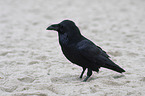 Northern Raven at the beach
