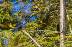 common raven