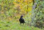common raven