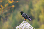 common raven