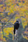 common raven