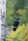 common raven