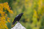 common raven
