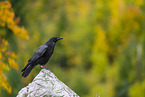 common raven