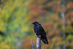 common raven