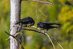 common ravens