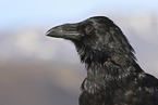 common raven portrait