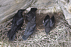 common ravens