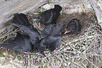 common ravens