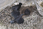 common ravens
