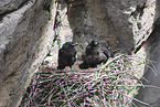 common ravens