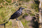 common raven