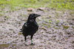 common raven