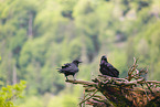 common ravens