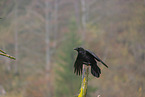 common raven
