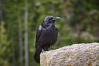 common raven