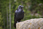 common raven