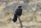 common raven