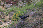 common raven