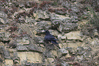 common raven