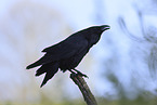 common raven