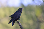 common raven