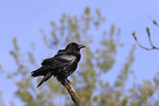 common raven