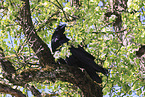 common raven