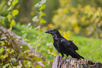 common raven
